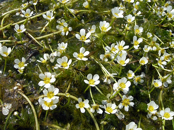 Ranunculus trichophyllus / Ranuncolo a foglie capillari